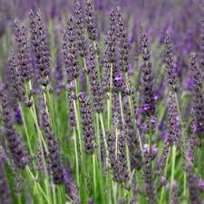 Phenomenal lavender