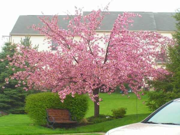 cherry blossum
