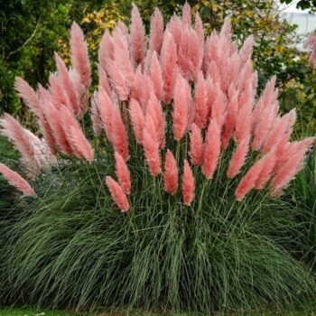 Cortaderia S. Pink Feather