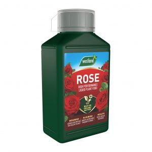 rose feed