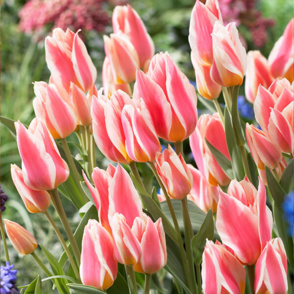 tulipa quebec