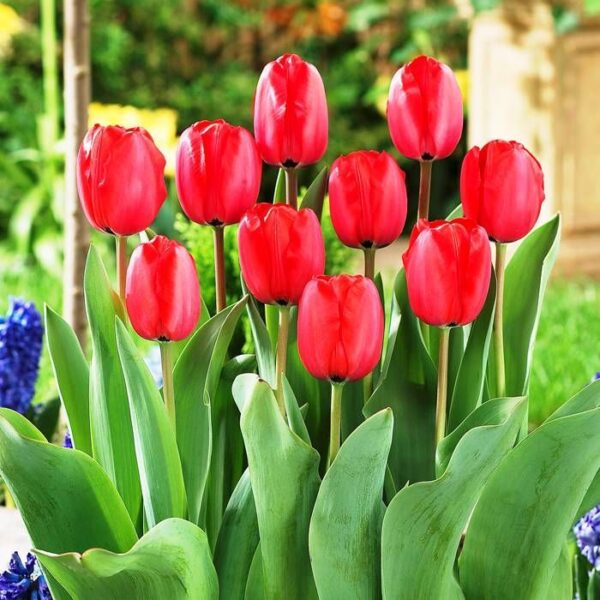 tulipa red impression
